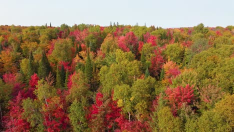 Aerial-view-over-a-forest-with-a-beautiful-autumn-color-palette