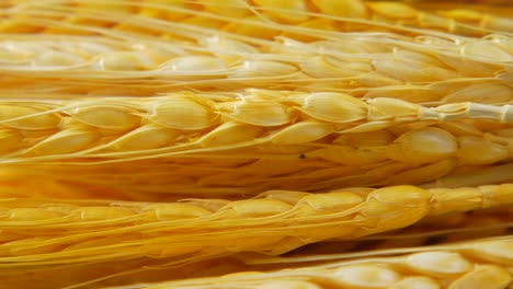 dried yellow wheat ears close-up