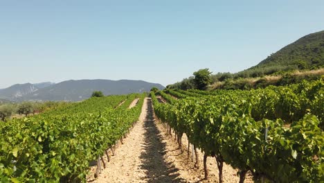 Walking-Between-Field-of-Young-Vines-on-Vineyard-in-Beautiful-Nature