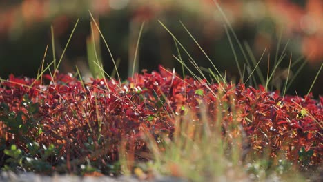 brightly colored blueberry shrubs in the autumn tundra undergrowth