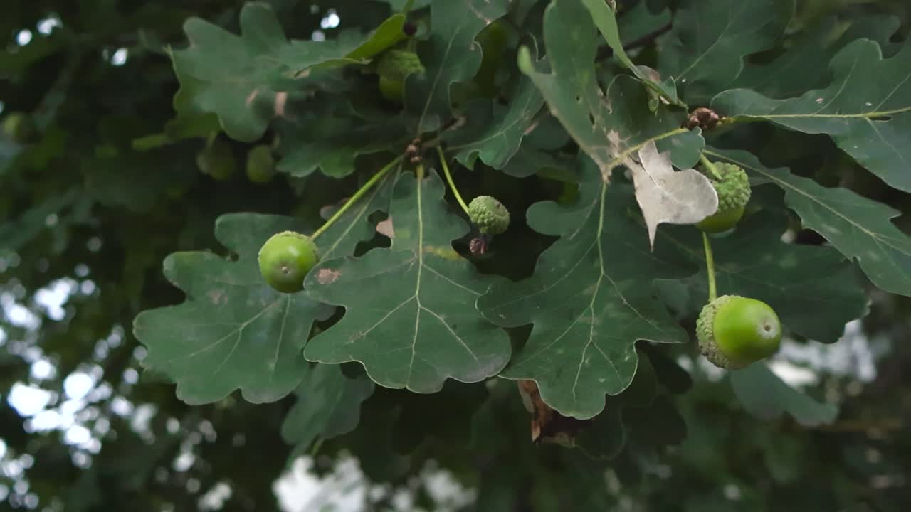 Young green acorns growing on an oak tree branch gently swaying in the wind during a cloudy summer day, with lush foliage creating a beautiful, natural, and soft focus background