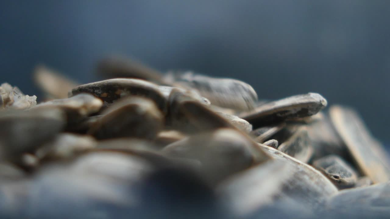 primer plano de las semillas de girasol