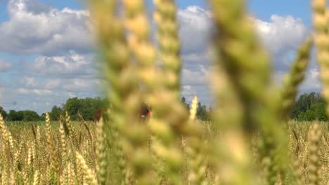 woman horseback riding through a wheat field