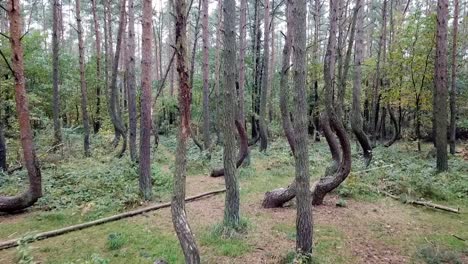 Drone-flying-in-the-crooked-forest-outside-Nowe-Czarnowo,-Poland,-Europe