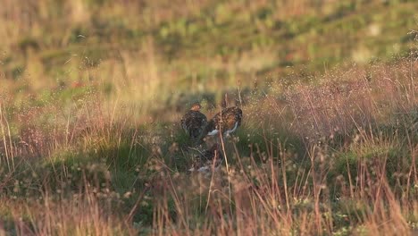 willow ptarmigan in the norwegian tundra. finnmark