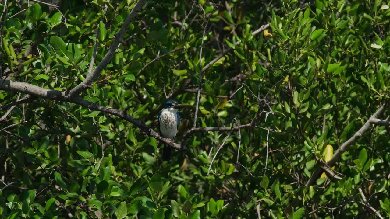 visto en lo profundo del follaje mientras la cámara se aleja, pescador de cuello todiramphus chloris, tailandia