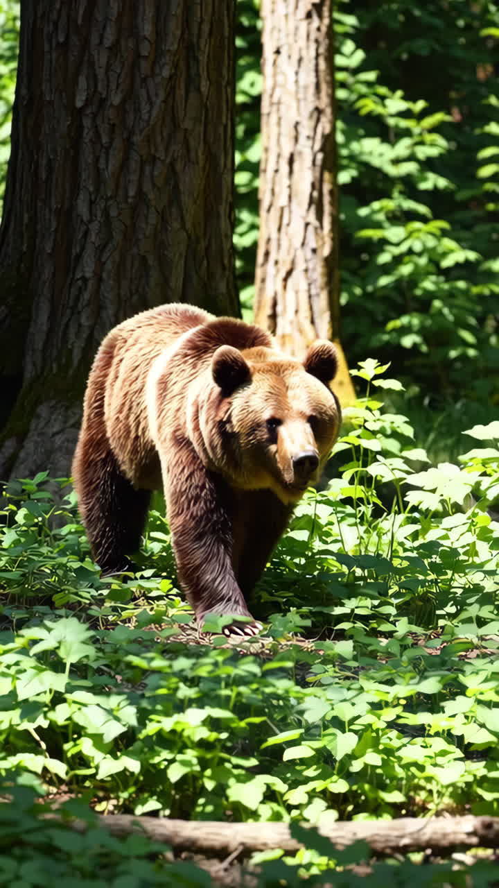 Orso marrone nella foresta