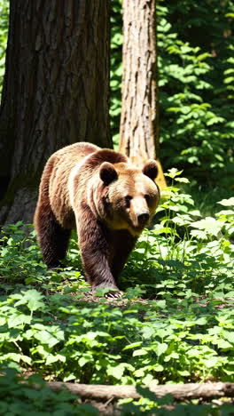 brown bear in forest