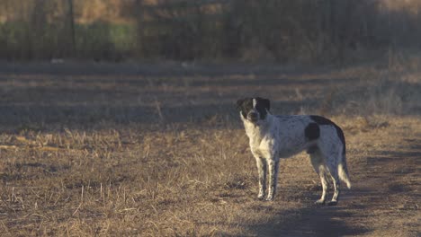 Mittlere-Aufnahme-Eines-Streunenden-Hundes,-Der-Auf-Einer-Unbefestigten-Landstraße-Bellt