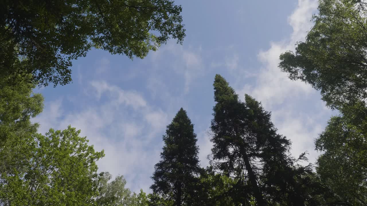 Forest Canopy with Sky