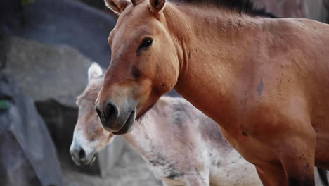 Blick-Auf-Ein-Kleines-Braunes-Pferd,-Das-Neben-Einem-Esel-Im-Zoo-Steht