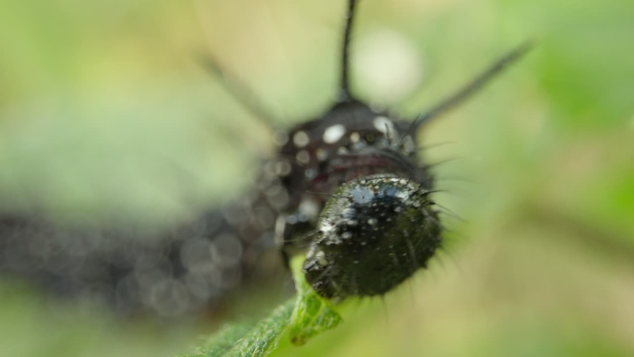 Peacock butterfly caterpillar on green leaf establishing natural insect detailed life feeding and crawling