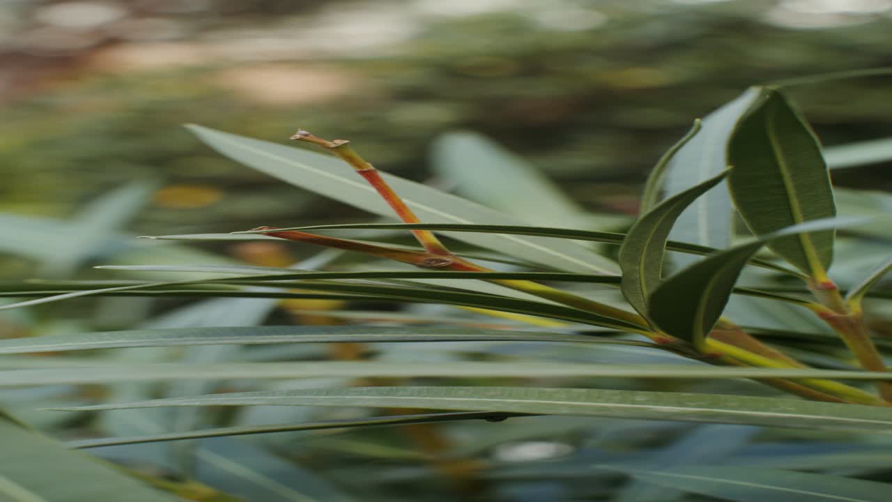 primer plano de las hojas de las plantas