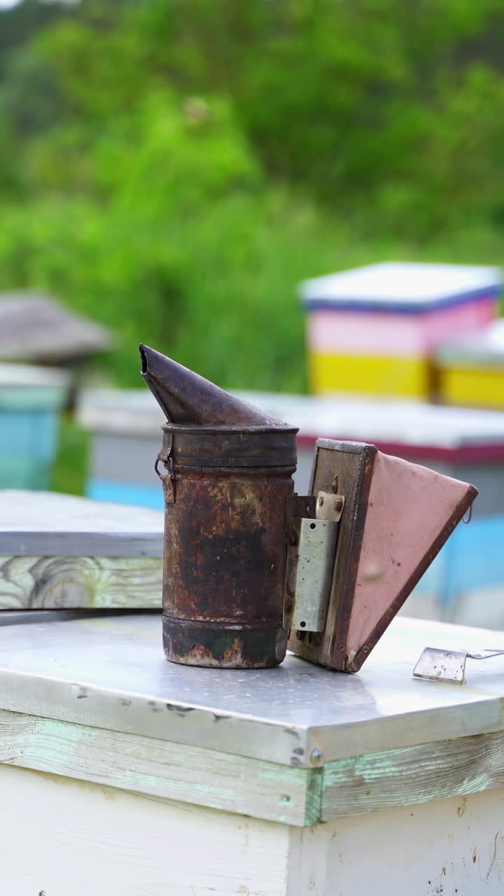Bee chimney smokes white smoke. Beekeeping tool on many beehives background. Beekeeper works at the apiary. Beekeeping concept. Vertical video