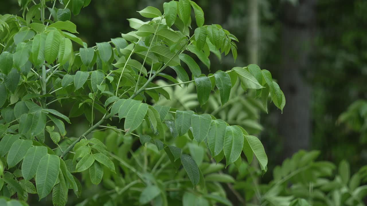 es lluvia en el bosque.
