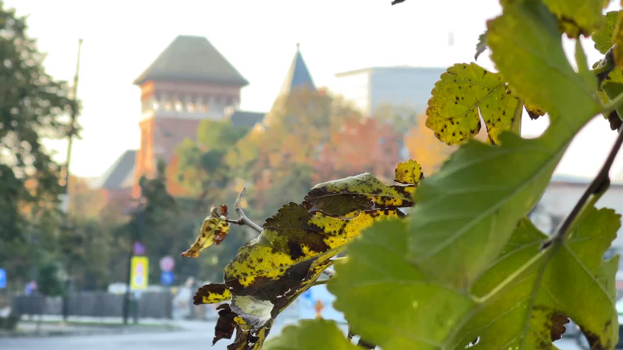 Yellow autumn leaves in focus with a blurry building background, capturing a warm city scene in nature