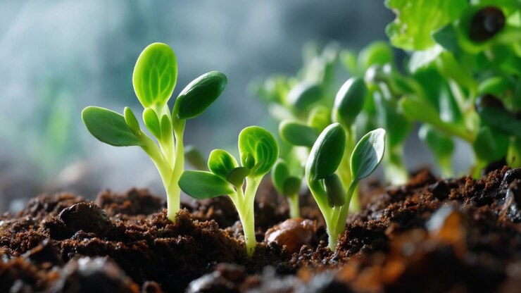 New Plant Growth in Soil: A Close-Up Look at Seedlings Emerging from Rich Earth in a Fresh, Lively Garden Scene with Soft Lighting and Moisture