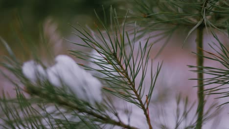 close up of red pine coniferous sapling branch covered in chunks of white snow in winter at dusk