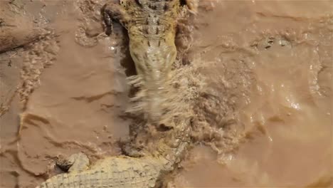 cocodrilos se revuelcan en el lodo en costa rica 1