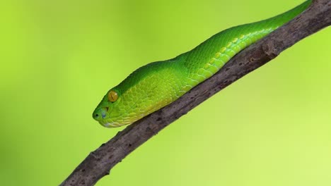 la víbora de labios blancos es una víbora venenosa endémica del sudeste asiático y a menudo se encuentra durante la noche esperando en una rama o rama de un árbol cerca de un cuerpo de agua con muchos alimentos