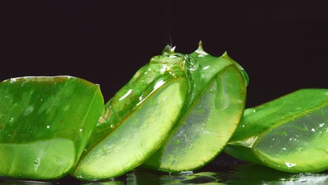 close up of transparent extract gel flows through the aloe vera sliced on black background. natural medical plant for organic cosmetics, alternative medicine