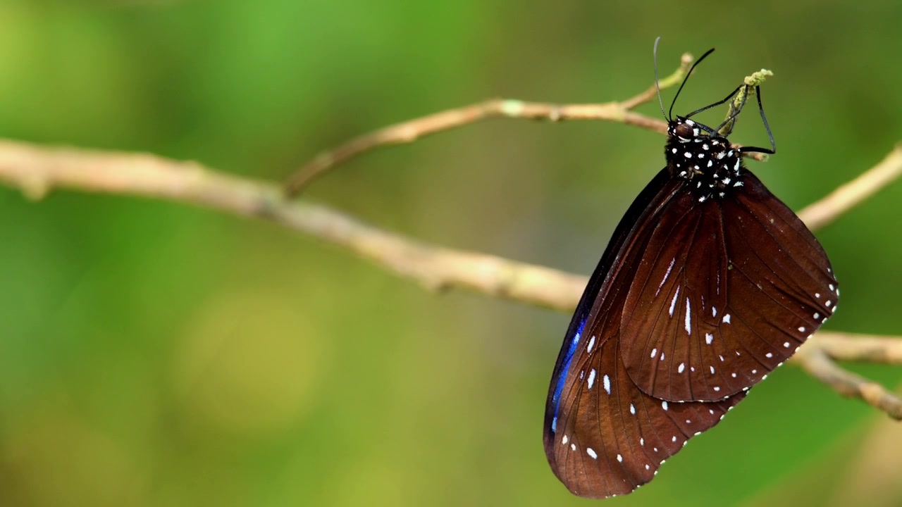 Farfalla maschio Euploea mulciber (Striped Blue Crow) appena emersa, appesa naturalmente a un ramoscello della foresta mentre asciuga lentamente ed espande le sue delicate ali dopo l'emersione nella stagione autunnale
