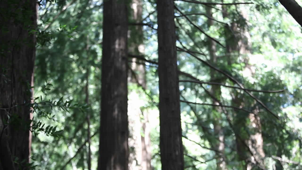 여자는 숲 속의 매트에서 요가 운동을 한다