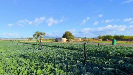 cabbage cultivation farm on the barva coast of girona, malgrat de mar