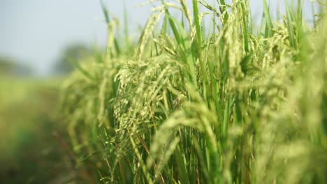rice is the staple food in many asian countries