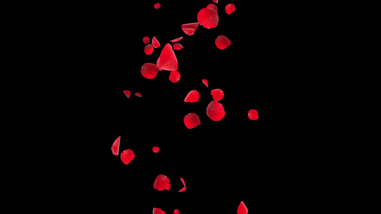 Romantic flying red pink rose sakura flower petals backdrop loop animation green screen for st