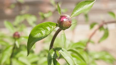 Peony-Buds-in-the-Morning-Light