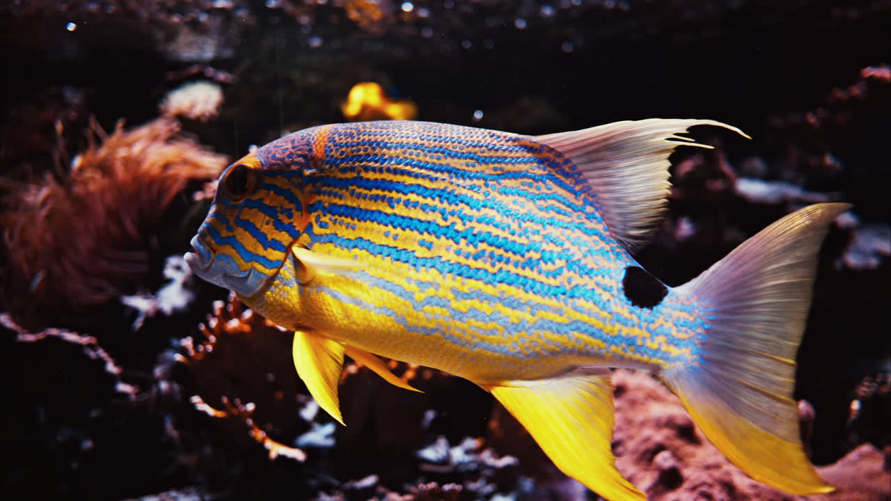 Close up of a sailfin snapper fish swimming near coral reefs