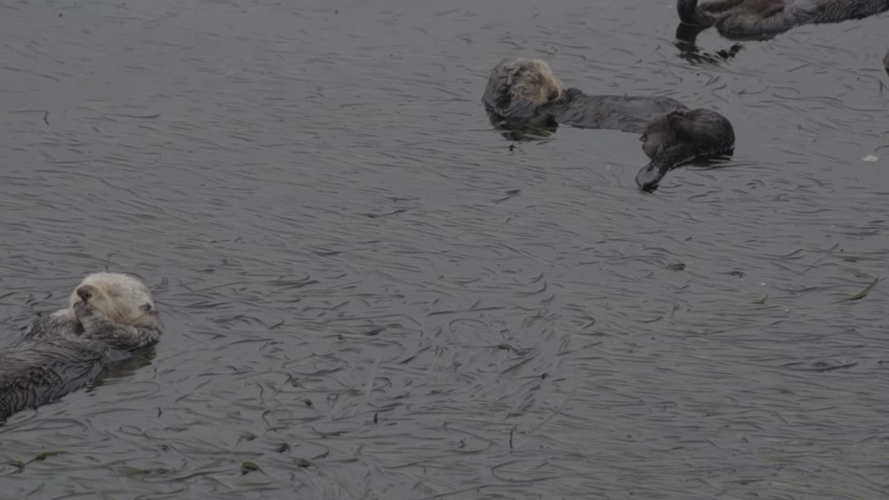 un grupo de nutrias marinas descansando en algas en california.