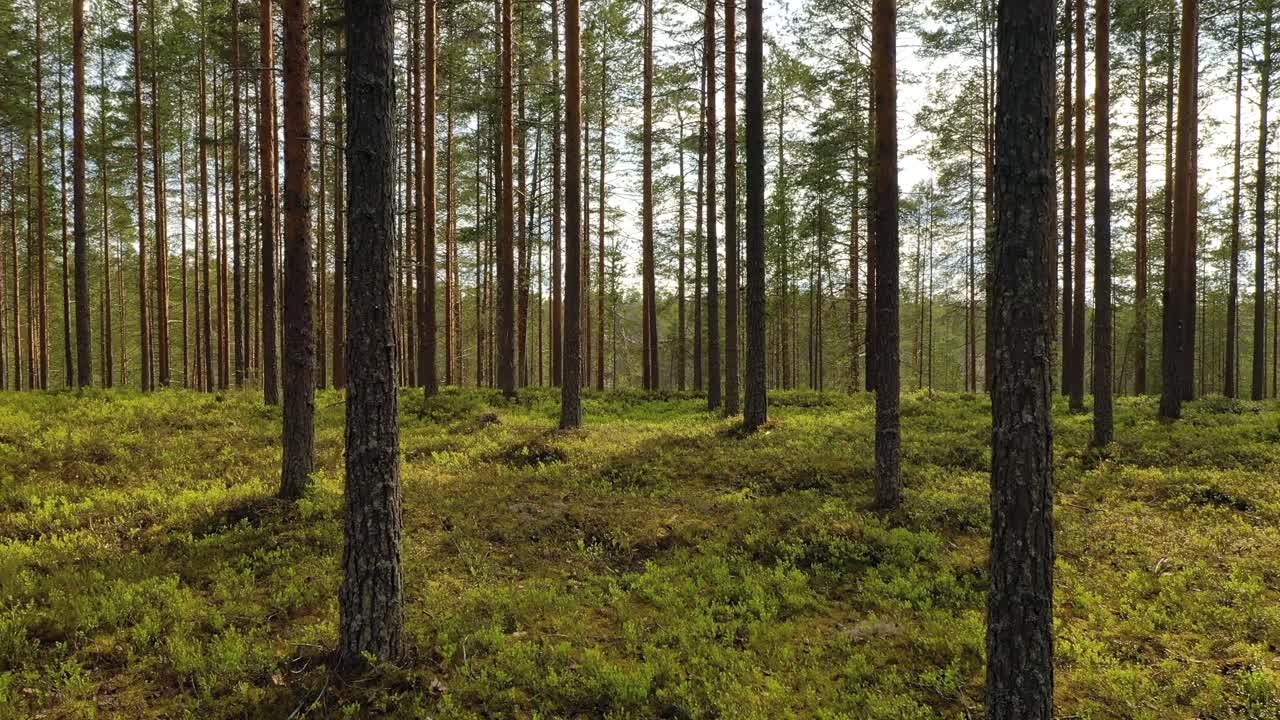 Veduta aerea della foresta in Finlandia. La splendida natura della Finlandia
