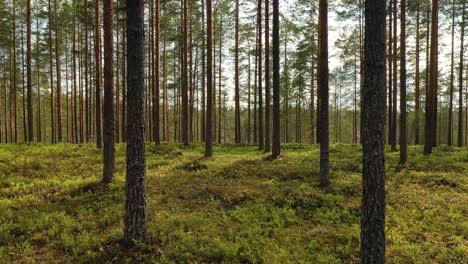 Aerial-View-of-the-Forest-in-Finland.-Beautiful-nature-of-Finland.