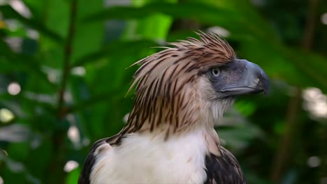 the philippine eagle also known as the monkey-eating eagle is critically endangered and can live for sixty years feeding on monkeys, flying lemurs, and small mammals as an opportunist bird of prey