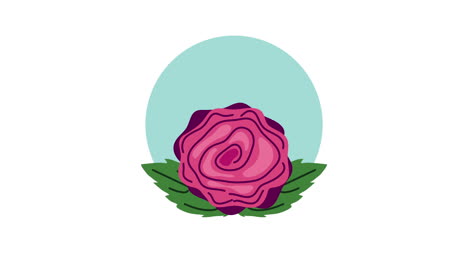 ilustración de la rosa rosada