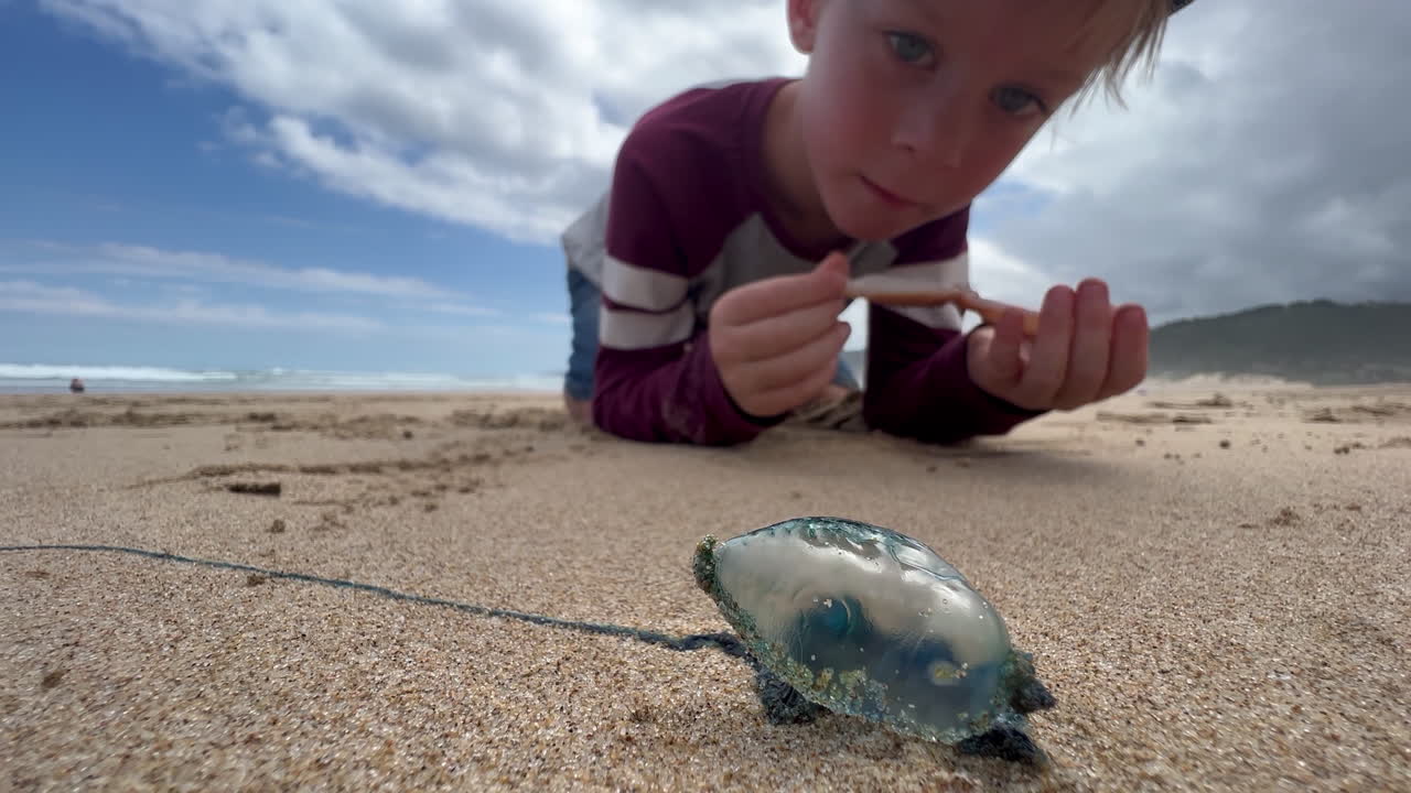 Exploring the Mysteries of the Shore: A Young Boy's Encounter with a Dried Up Jellyfish in South Africa