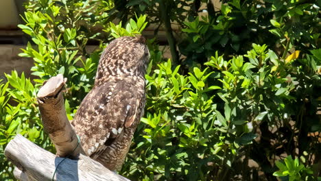 Side-view-of-brown-owl-perched-on-crossed-branches-in-outdoor-enclosure