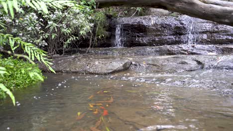 4k-Wunderschöner-Wasserfall-Und-Pool-Inmitten-Des-Australischen-Tropenwaldes