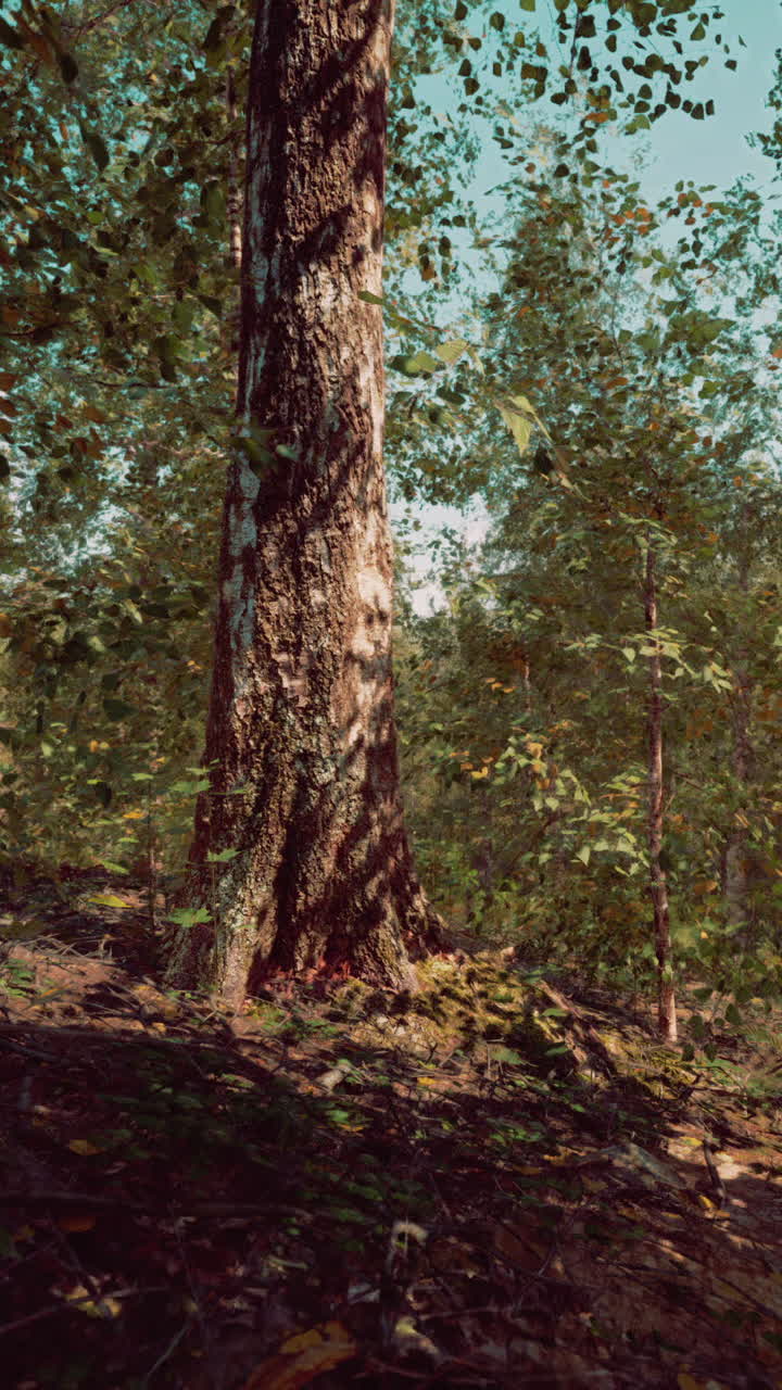 un árbol alto se encuentra en un bosque exuberante