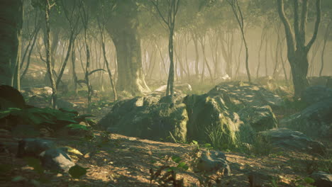 mysterious forest landscape with mist and rocky terrain in the early morning