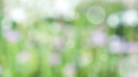 Abstract spring background with bokeh