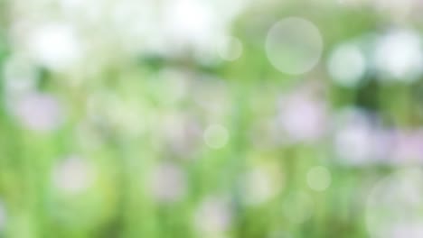 abstract spring background with bokeh