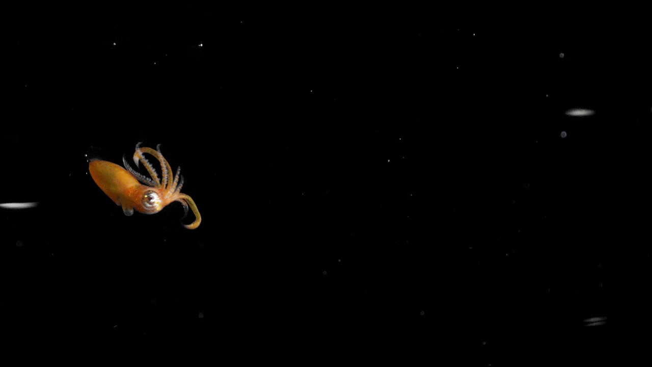 Possibile larva di calamaro gigante Architeuthis dux documentata durante una spedizione scientifica notturna in acque aperte dell'Atlantico