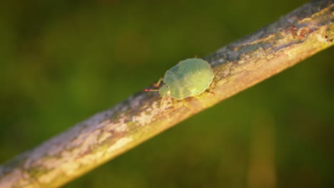 La-Chinche-Verde-Del-Bosque-(palomena-Prasina)-Es-Una-Especie-De-Chinche-Escudo-De-La-Familia-Pentatomidae,-Que-Se-Encuentra-En-La-Mayor-Parte-De-Europa.-Habita-En-Bosques,-Arboledas,-Huertas-Y-Jardines.