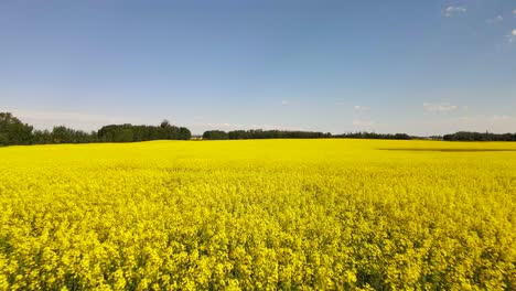 drone flying over canola field