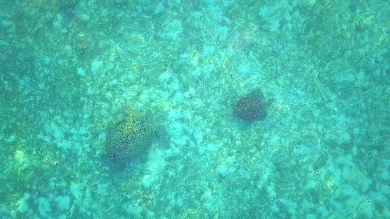 청록색 물 위로 공중 비행과 말레이시아 마불에서 수영하는 두 마리의 거북이