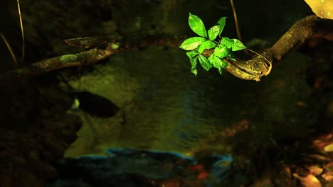 The-sun-through-the-trees-illuminates-leaves-on-a-tree-branch-over-a-stream-flowing-through-the-Brazilian-Savanna