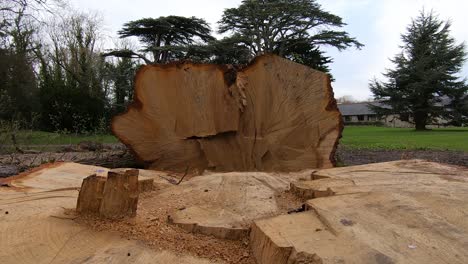 Cámara-Que-Se-Eleva-Desde-El-Nivel-Del-Suelo-Sobre-Un-Tronco-De-árbol-Recortado,-Marcas-De-Motosierras-Y-Madera-Por-Todas-Partes